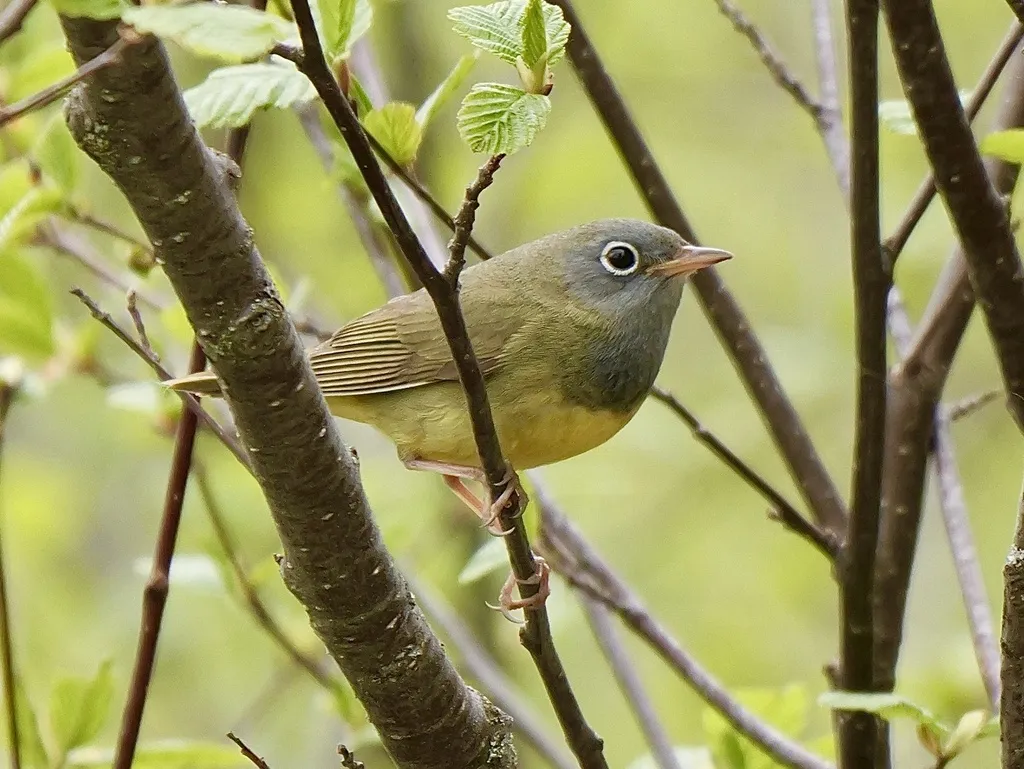 灰喉地莺(Oporornis agilis)
