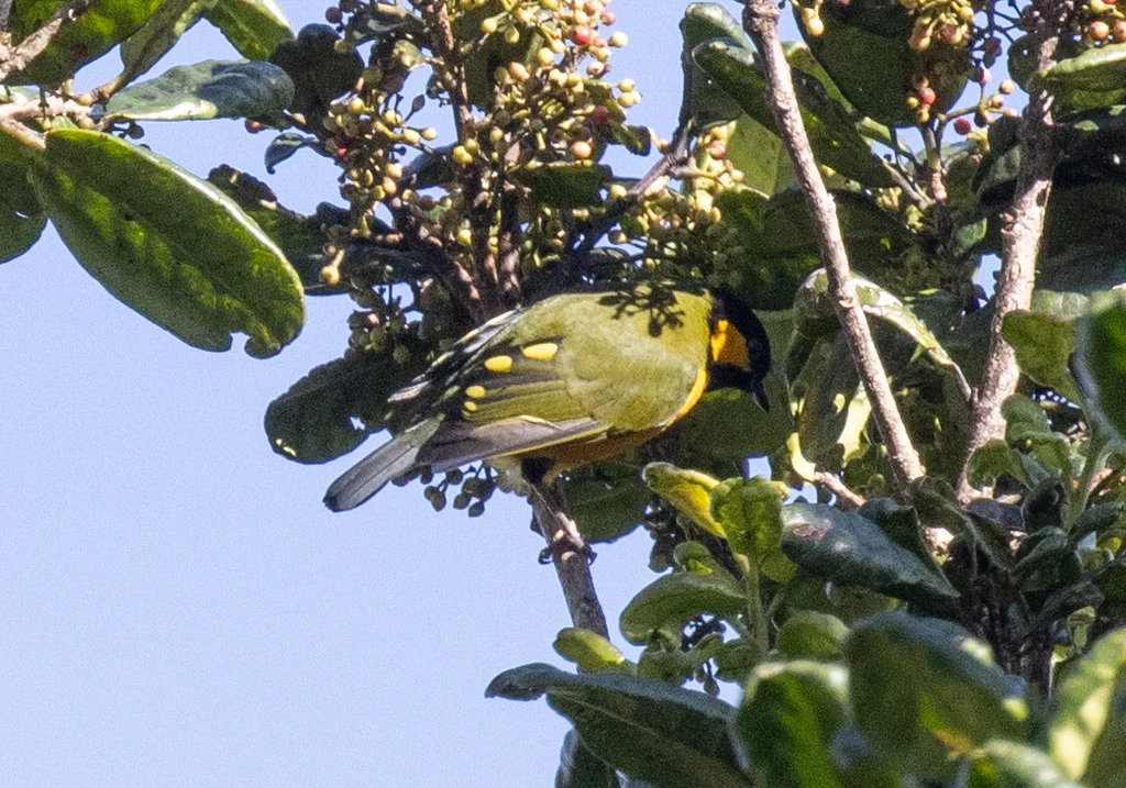拟雀啄果鸟(Oreocharis arfaki)