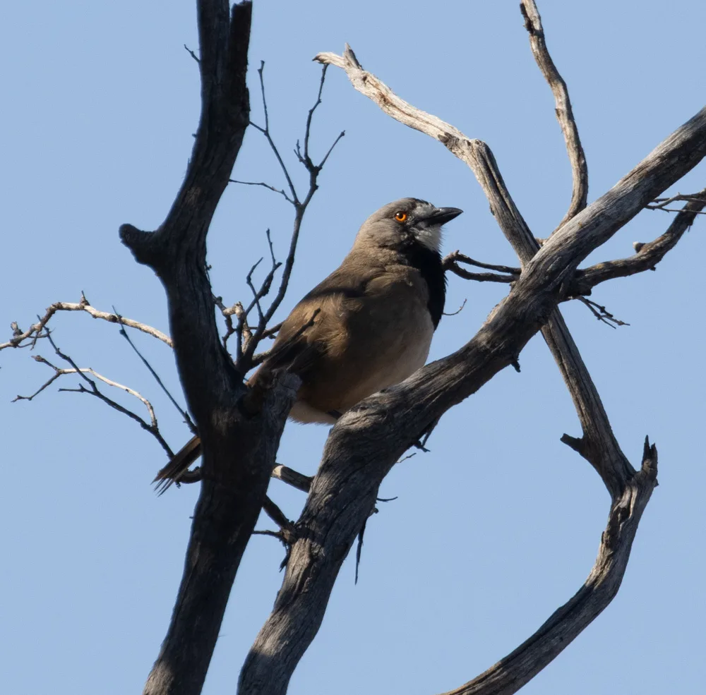 冠钟鹟(Oreoica gutturalis)