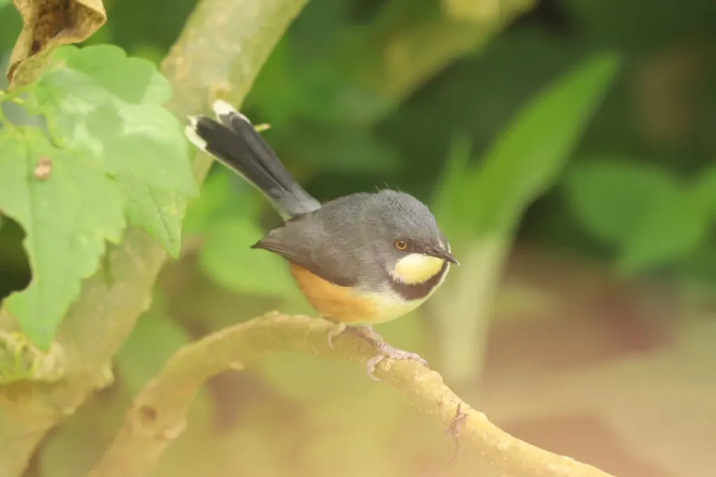 黑领娇莺(Oreolais pulcher)