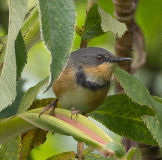 领娇莺（Oreolais ruwenzorii）