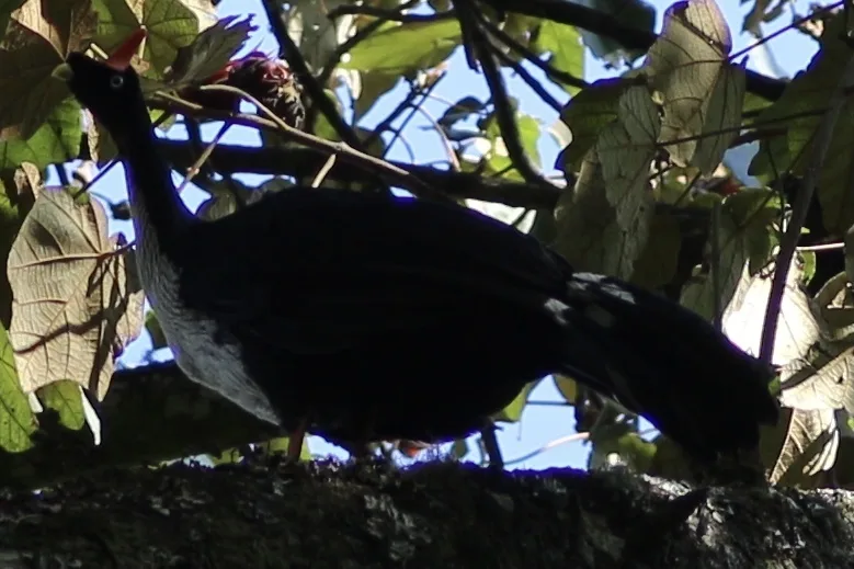角冠雉(Oreophasis derbianus)