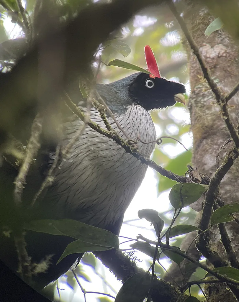 角冠雉(Oreophasis derbianus)