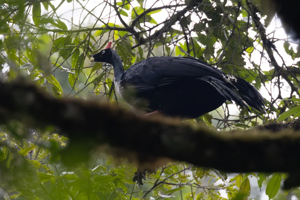 角冠雉(Oreophasis derbianus)