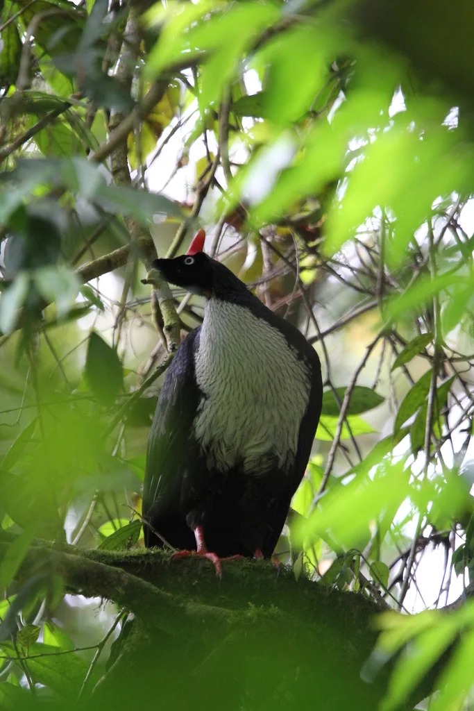 角冠雉(Oreophasis derbianus)