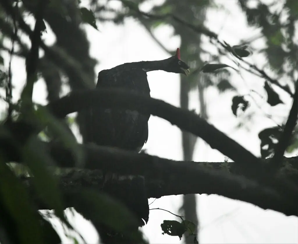 角冠雉(Oreophasis derbianus)