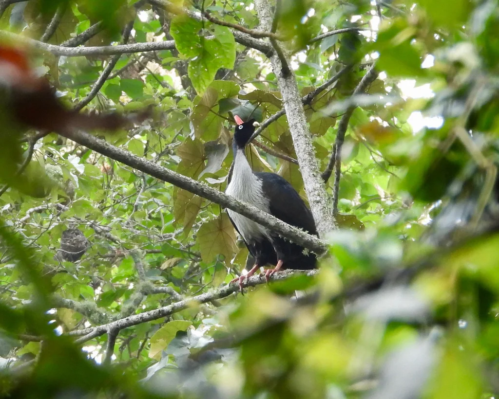 角冠雉(Oreophasis derbianus)