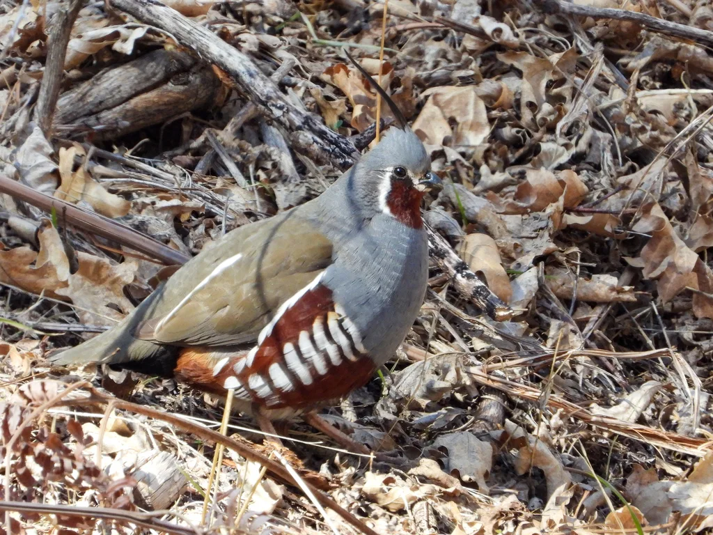 山翎鹑(Oreortyx pictus)