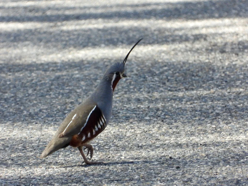 山翎鹑(Oreortyx pictus)