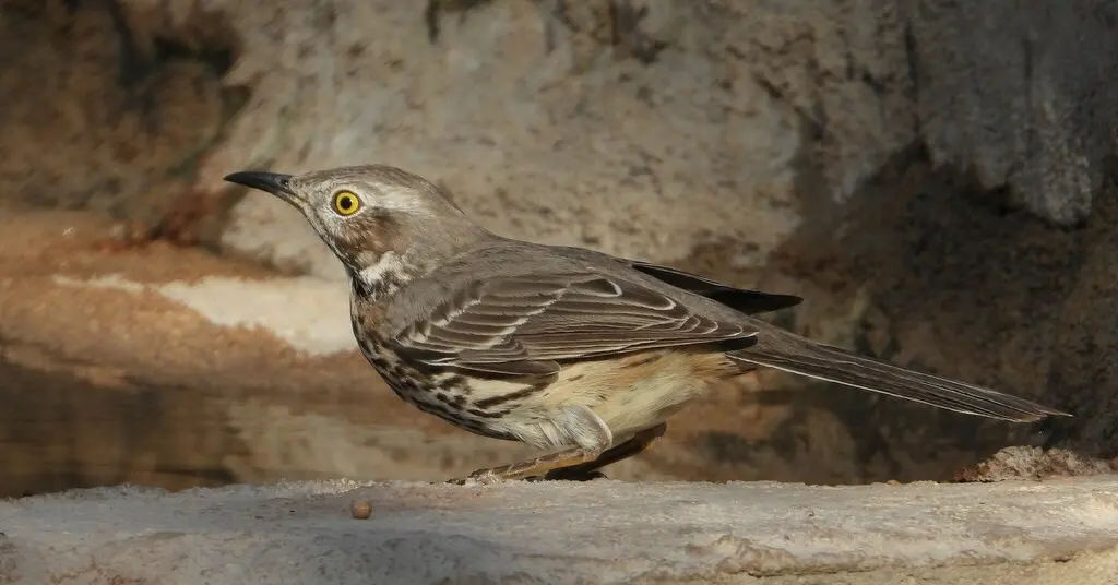 高山弯嘴嘲鸫(Oreoscoptes montanus)