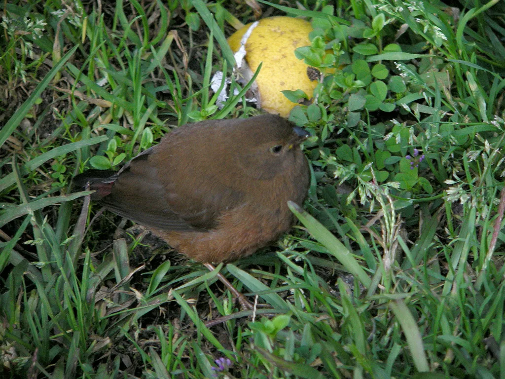 红胁火尾雀(Oreostruthus fuliginosus)