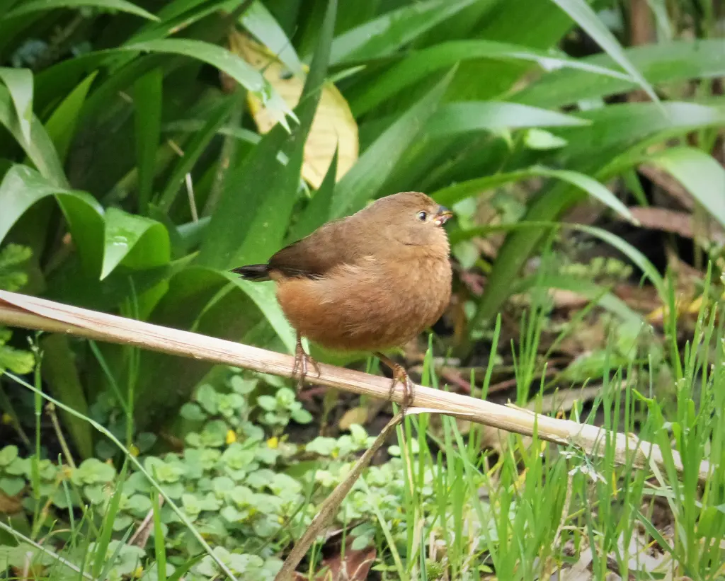红胁火尾雀(Oreostruthus fuliginosus)