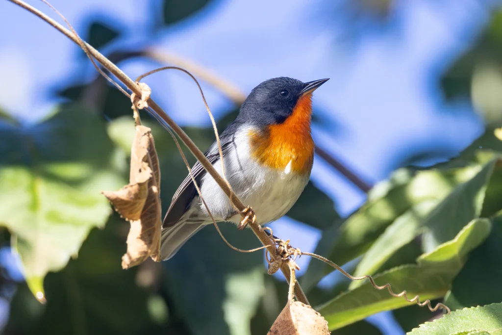 火喉森莺(Oreothlypis gutturalis)