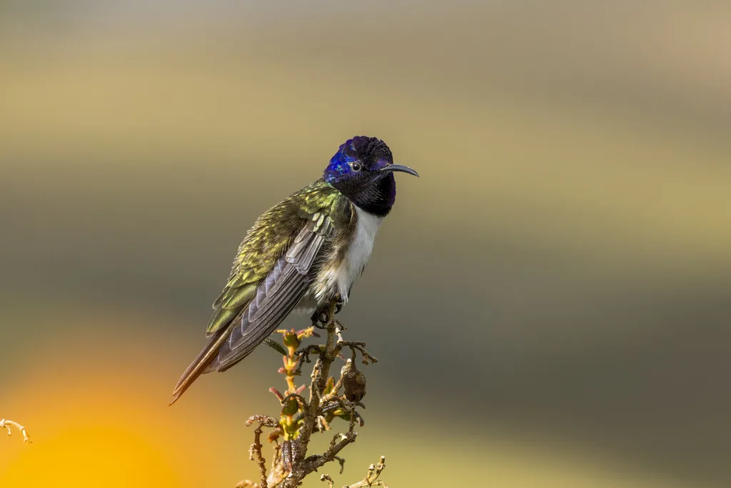 紫巾山蜂鸟(Oreotrochilus chimborazo)