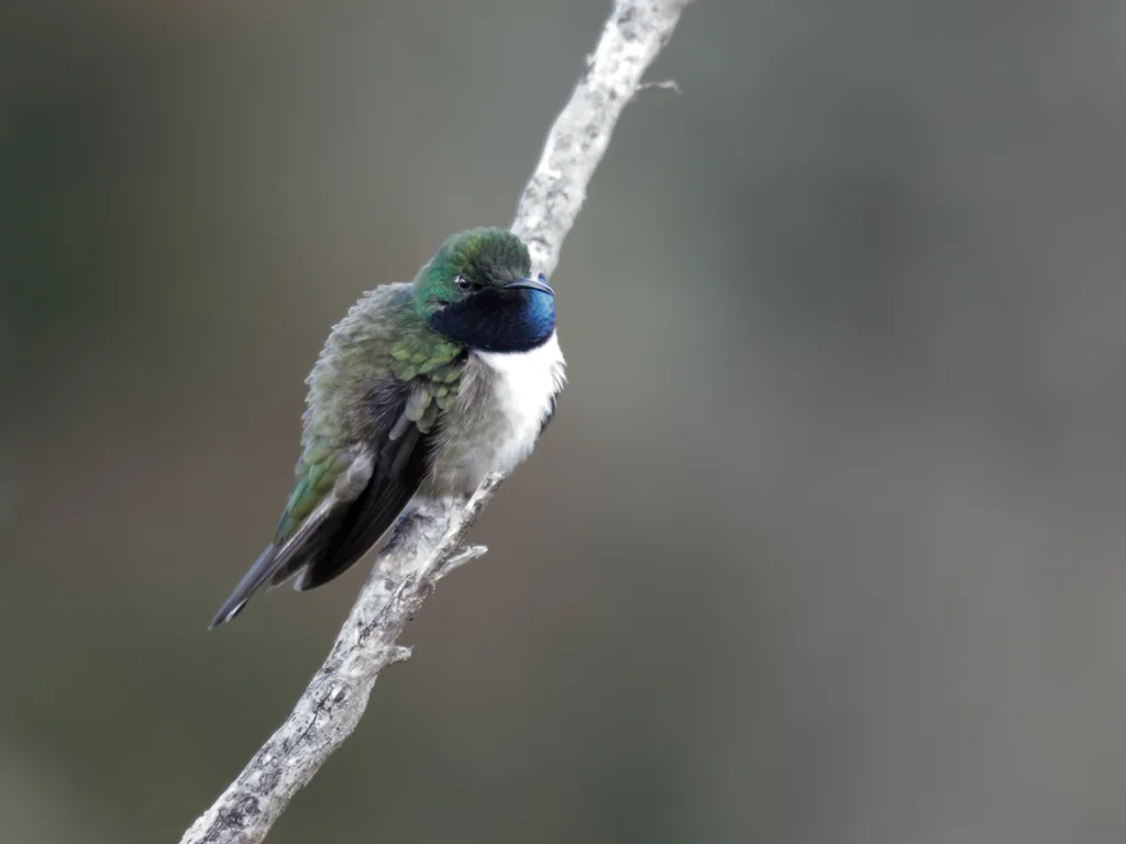 蓝喉山蜂鸟(Oreotrochilus cyanolaemus)