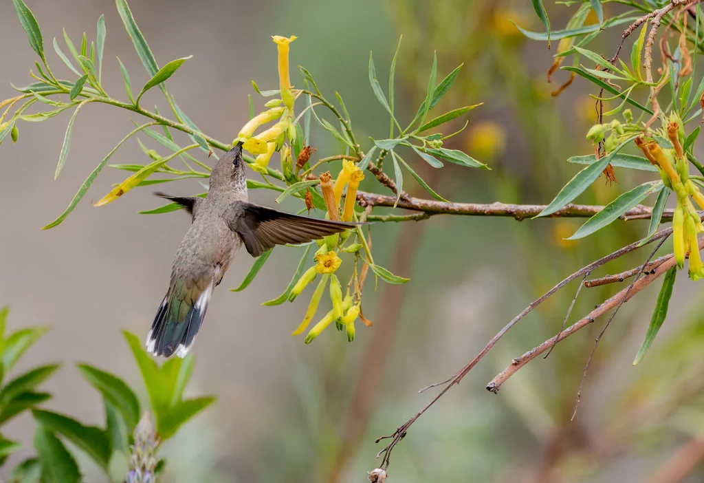 安第斯山蜂鸟(Oreotrochilus estella)