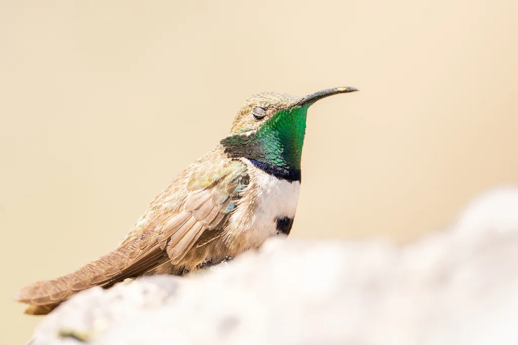 白胁山蜂鸟(Oreotrochilus leucopleurus)