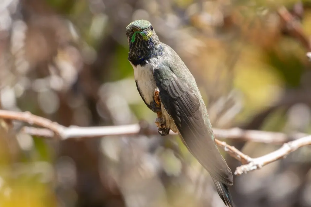 白胁山蜂鸟(Oreotrochilus leucopleurus)