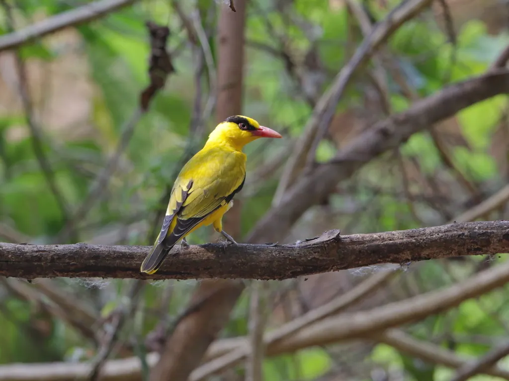 黑枕黄鹂(Oriolus chinensis)