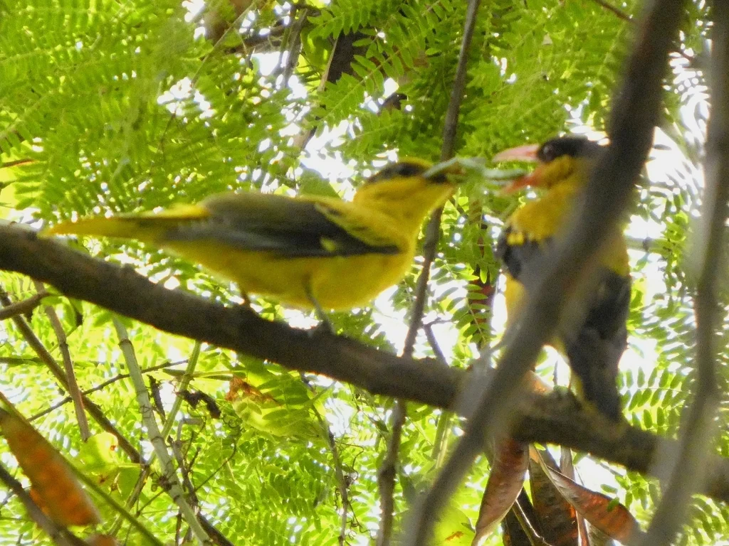 黑枕黄鹂(Oriolus chinensis)