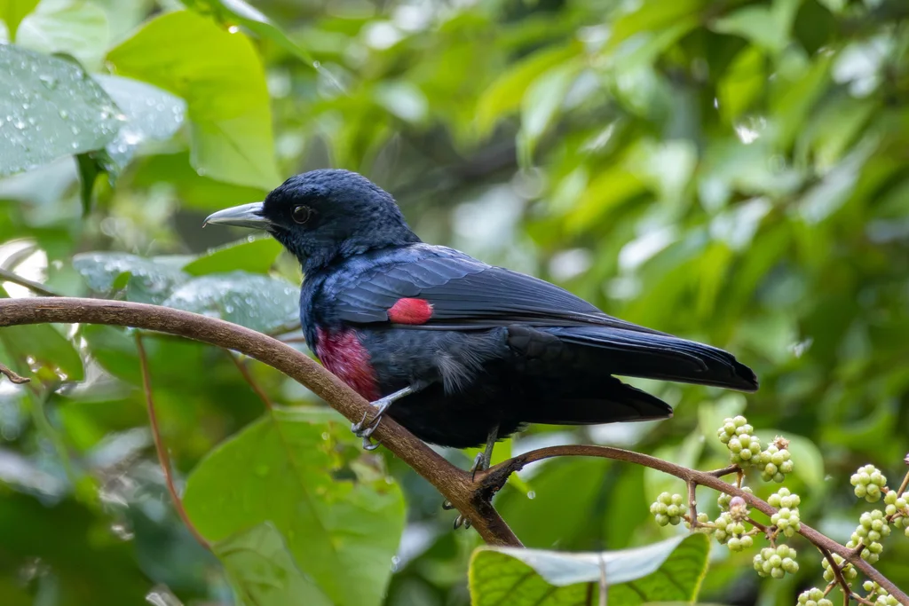 绯胸黄鹂(Oriolus consanguineus)