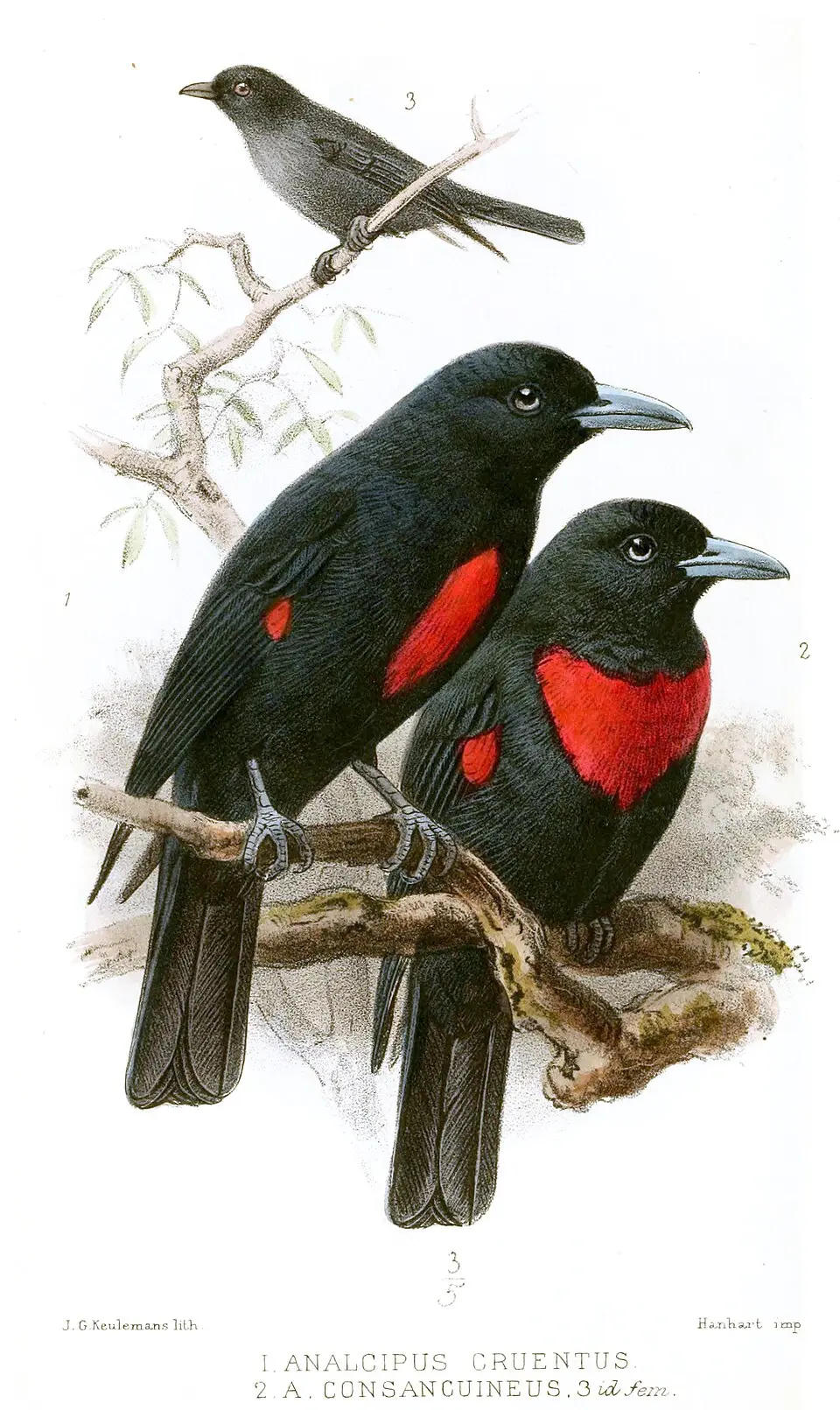 爪哇黄鹂(Oriolus cruentus)