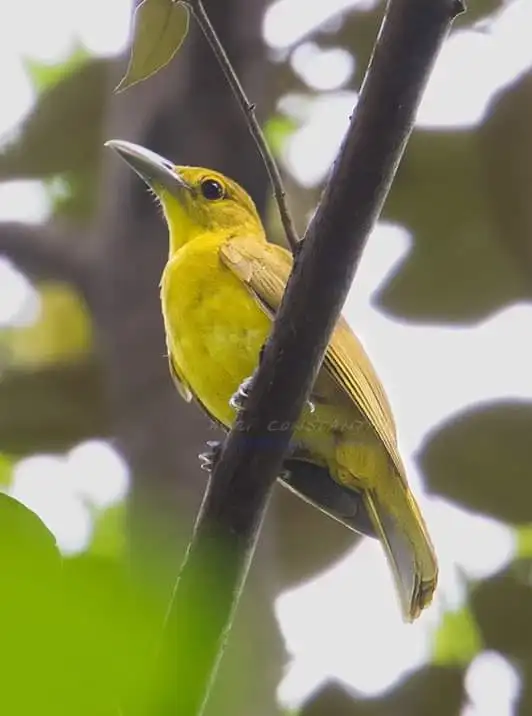 淡色鹂(Oriolus isabellae)
