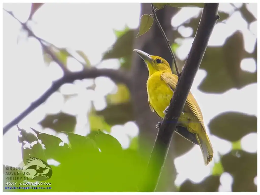 淡色鹂(Oriolus isabellae)
