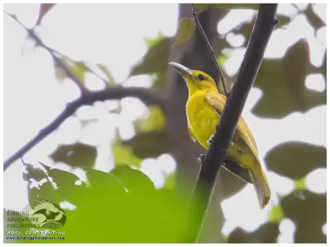 淡色鹂