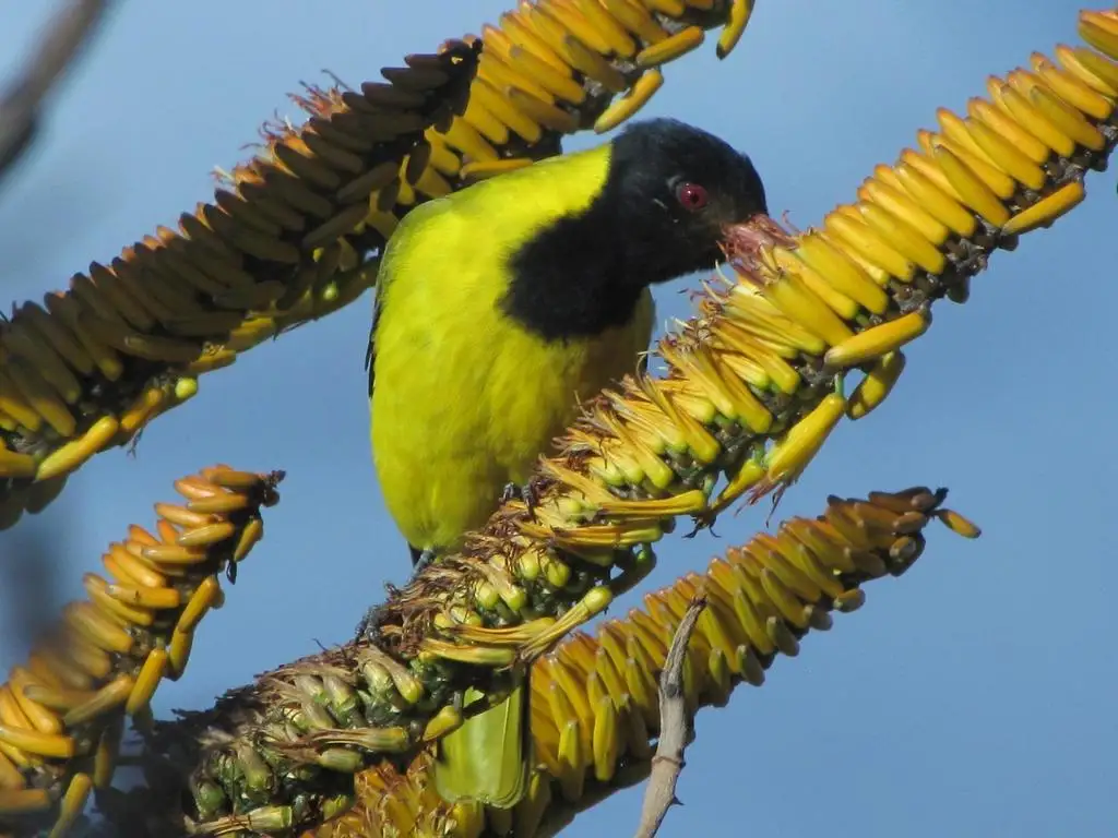东非黑头黄鹂(Oriolus larvatus)