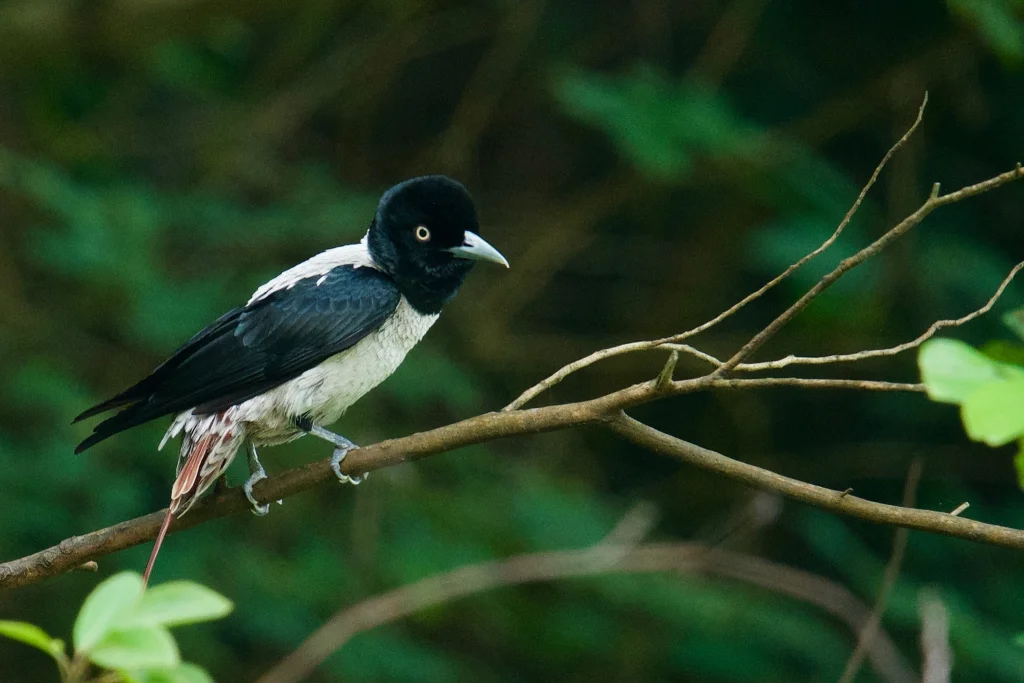 鹊色鹂(Oriolus mellianus)
