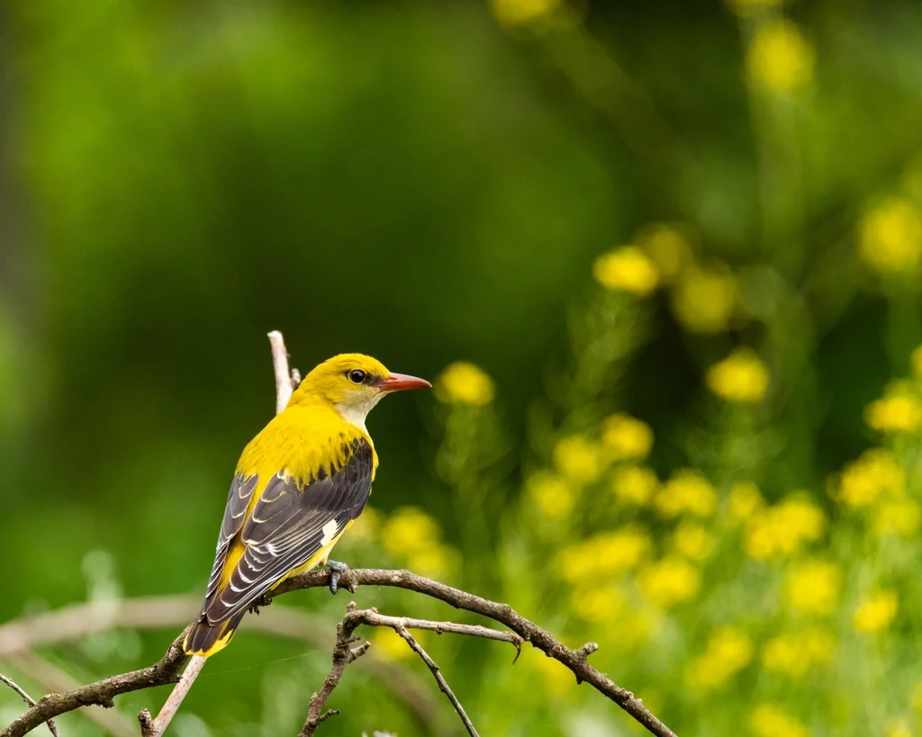 金黄鹂(Oriolus oriolus)