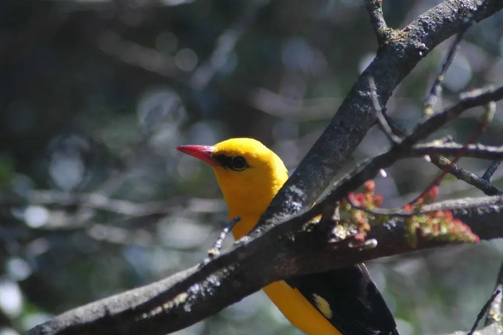 金黄鹂(Oriolus oriolus)