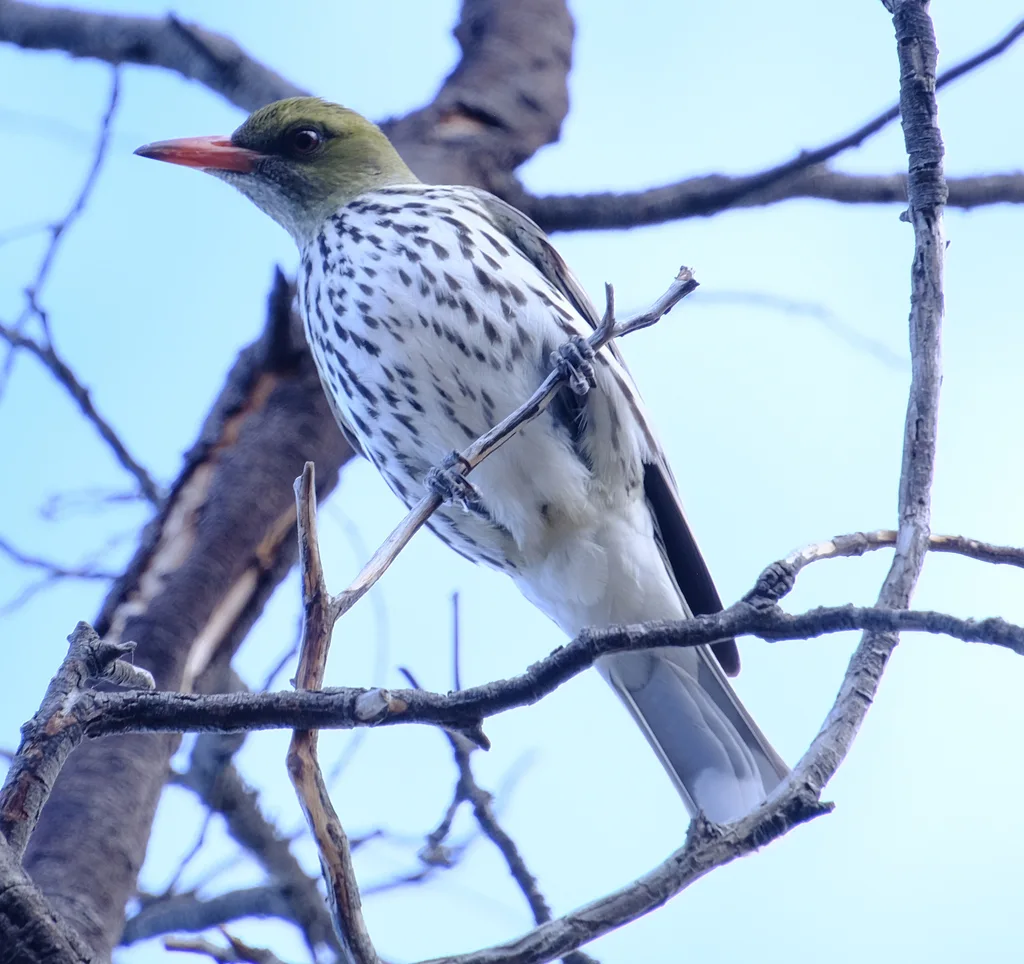 绿背黄鹂(Oriolus sagittatus)