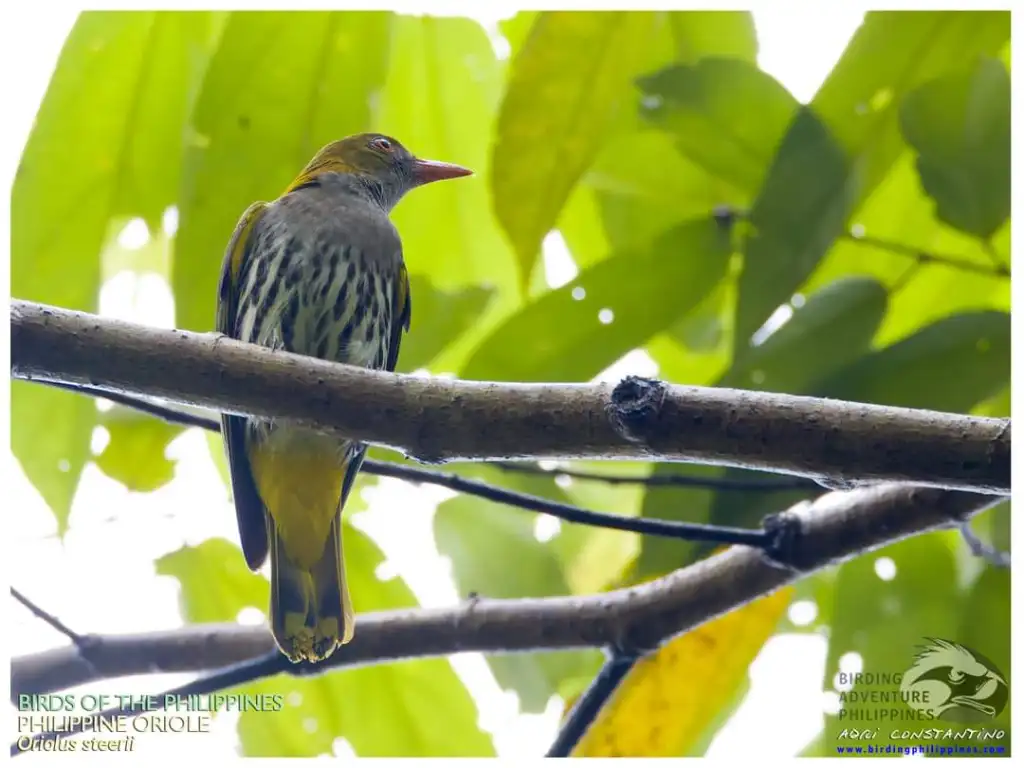 菲律宾黄鹂(Oriolus steerii)