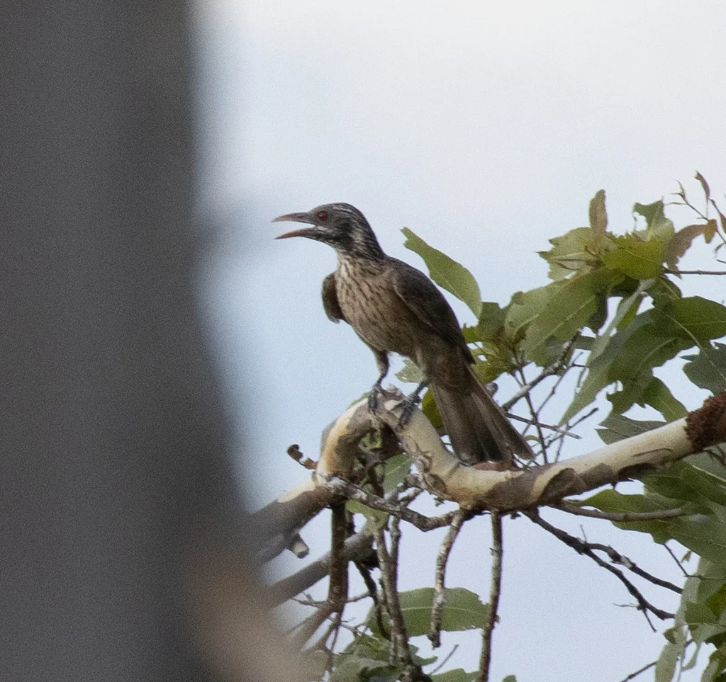 褐鹂(Oriolus szalayi)