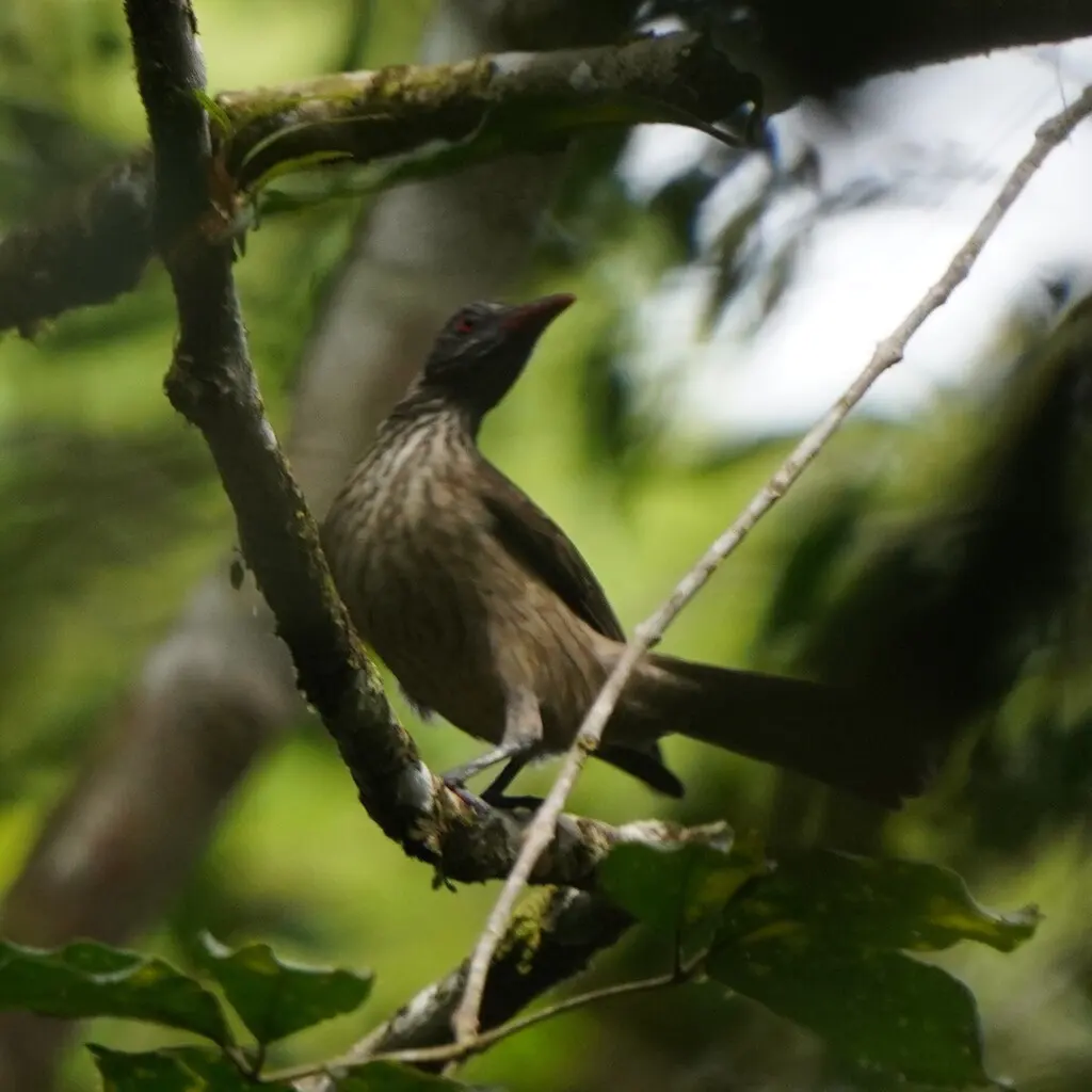 褐鹂(Oriolus szalayi)
