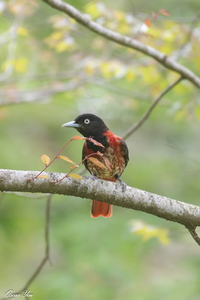 朱鹂(Oriolus traillii)
