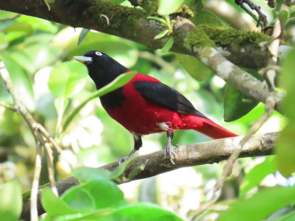 朱鹂(Oriolus traillii)