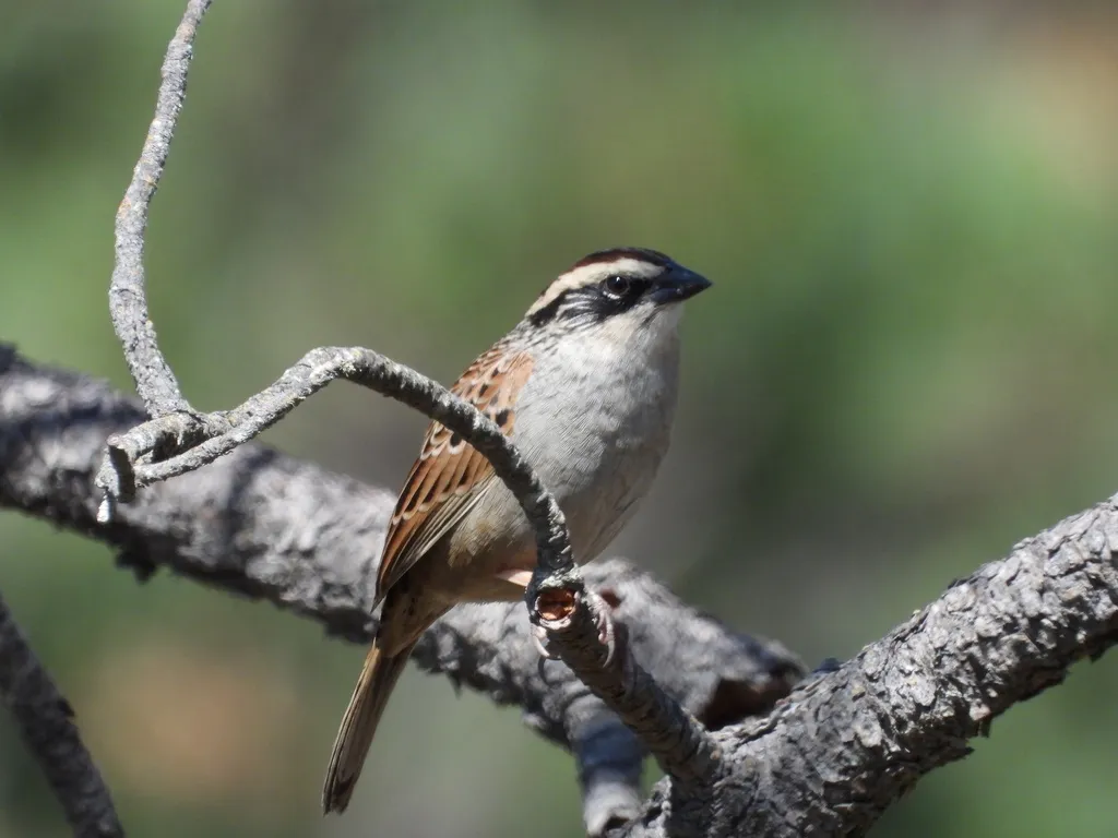 纹雀鹀(Oriturus superciliosus)