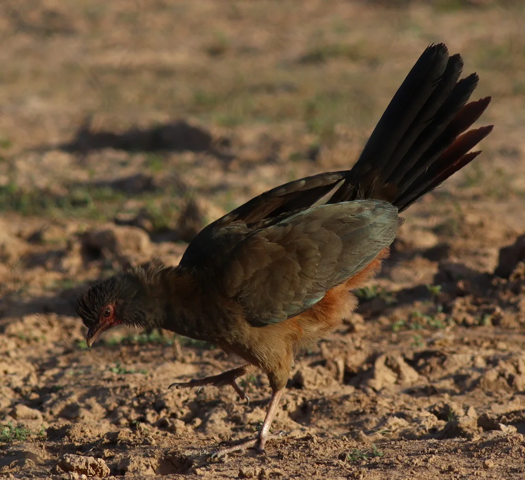 查科小冠雉(Ortalis canicollis)