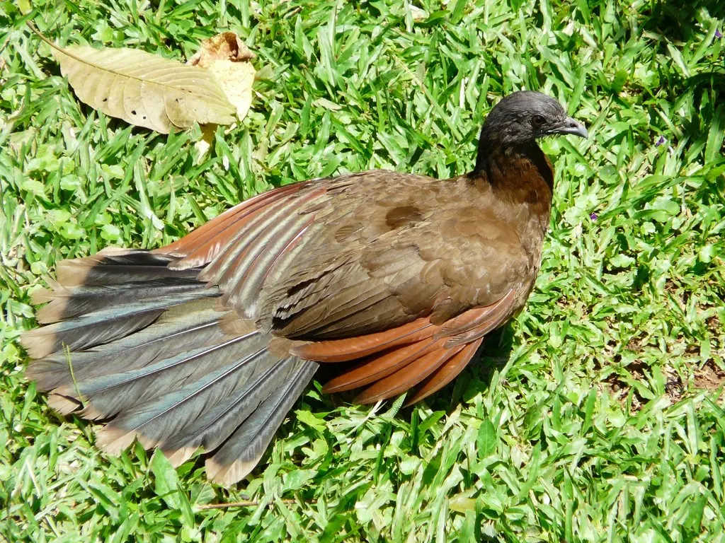 灰头小冠雉(Ortalis cinereiceps)