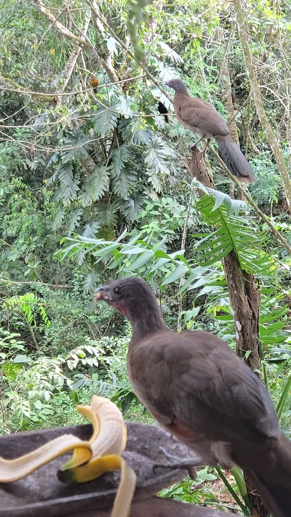 灰头小冠雉(Ortalis cinereiceps)