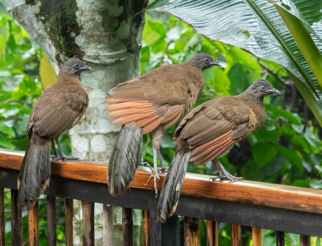 灰头小冠雉(Ortalis cinereiceps)