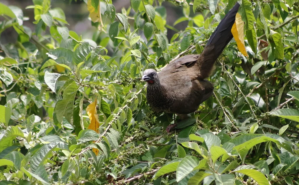 哥伦比亚小冠雉(Ortalis columbiana)
