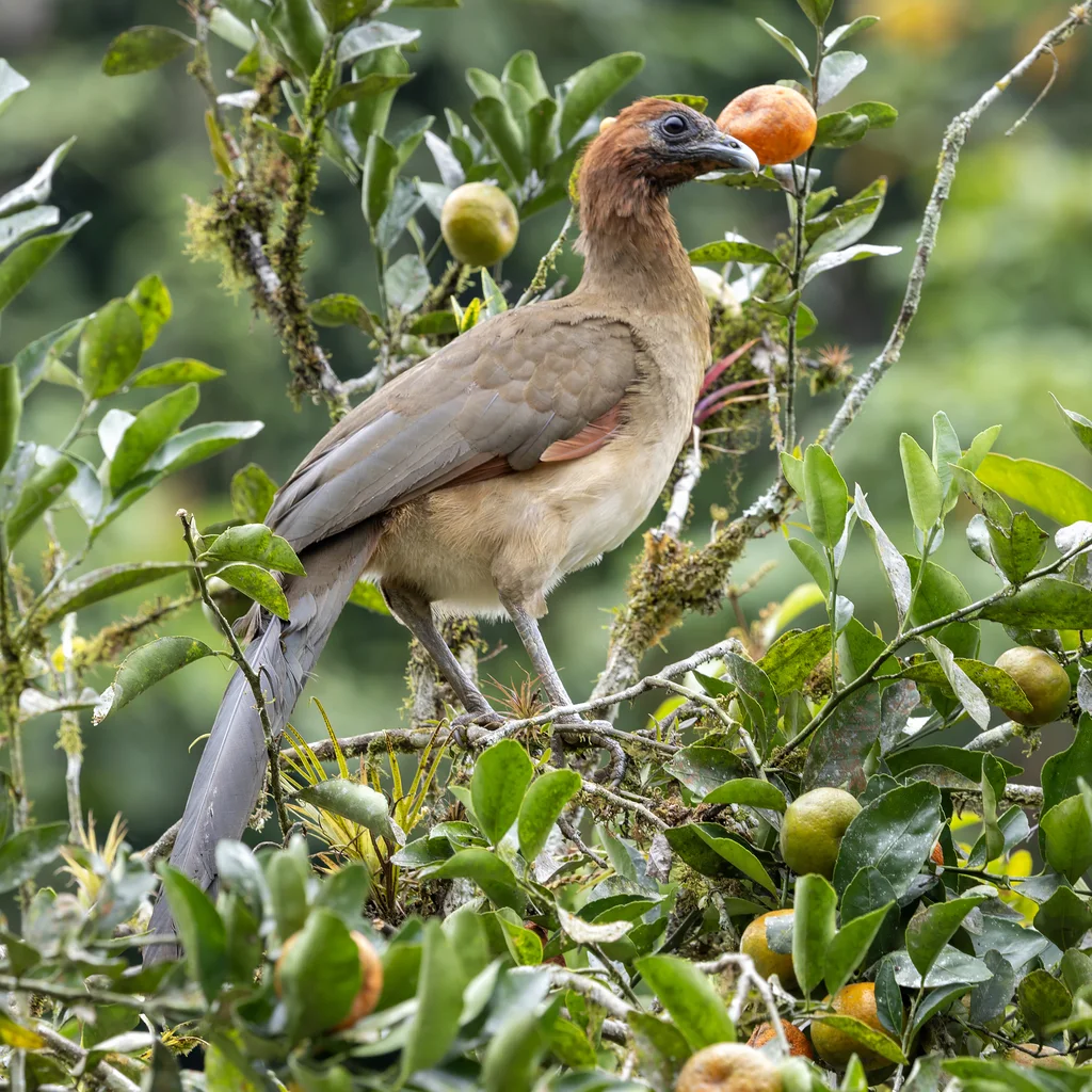 棕头小冠雉（Ortalis erythroptera）