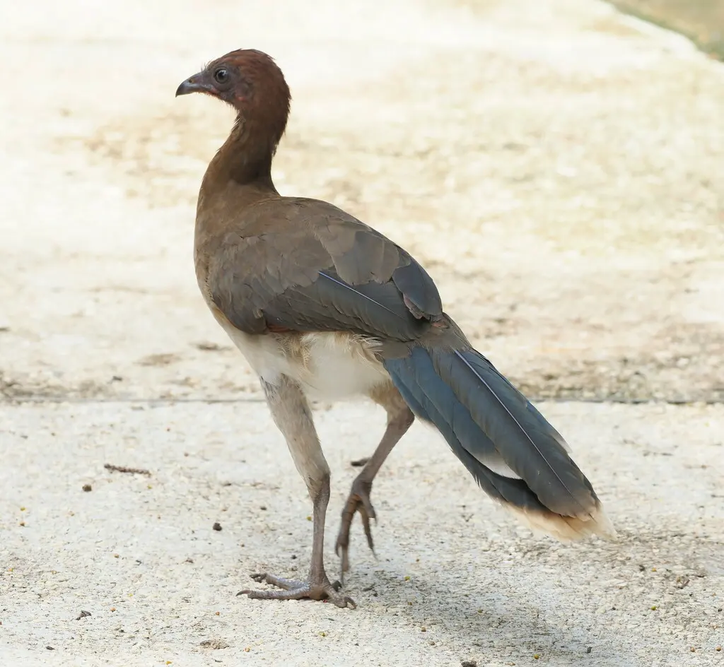 栗翅小冠雉(Ortalis garrula)