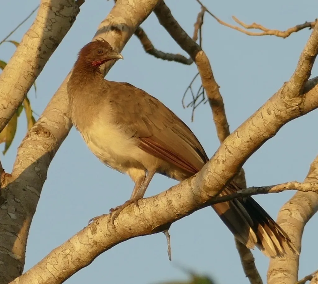 栗翅小冠雉(Ortalis garrula)