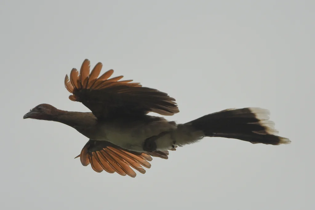 栗翅小冠雉(Ortalis garrula)