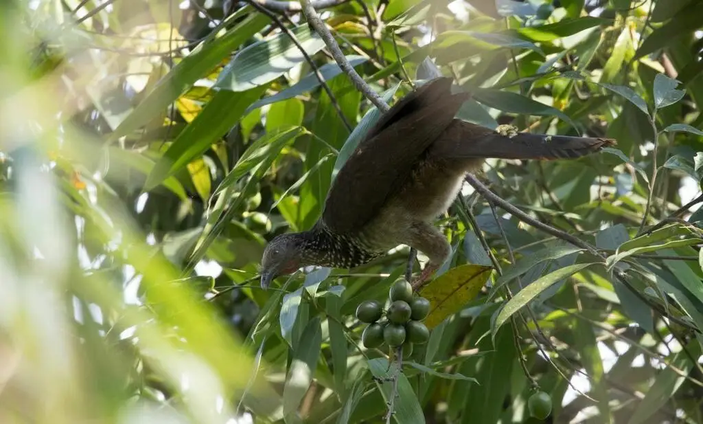 鳞斑小冠雉(Ortalis guttata)